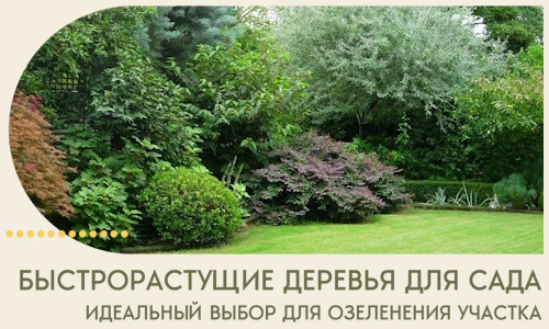 Быстрорастущие деревья для сада идеальный выбор в Слободской