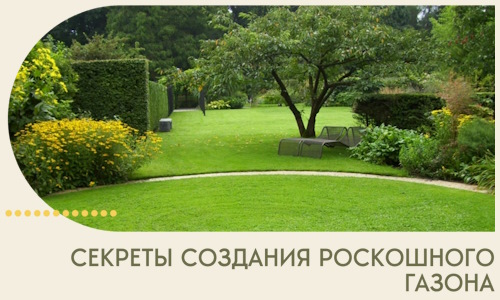 Секреты создания роскошного газона в Слободской